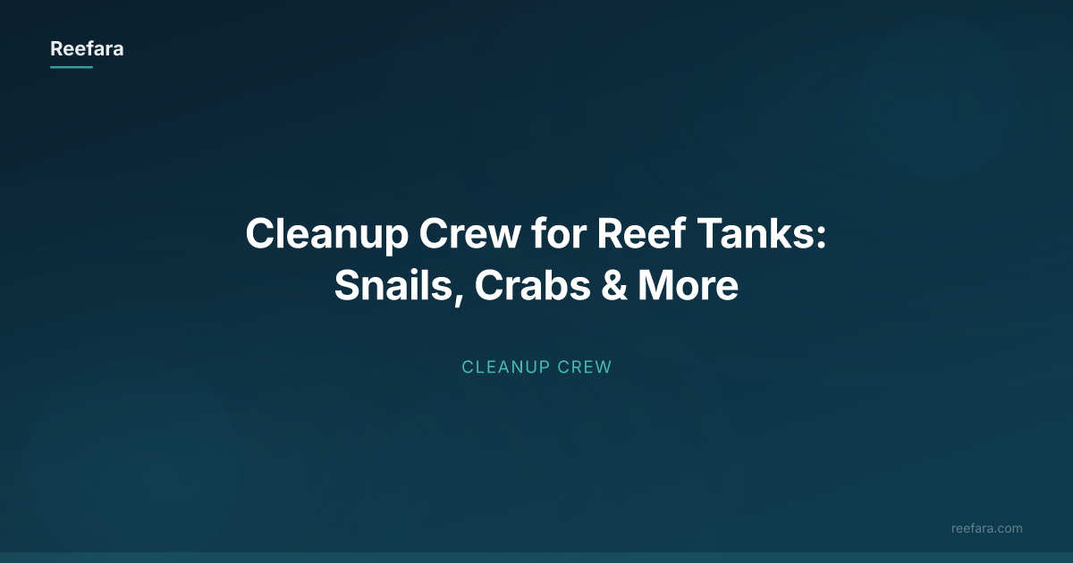 Cleanup Crew for Reef Tanks: Snails, Crabs & More | Reefara