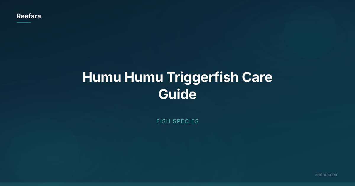 Humu Humu Triggerfish Care Guide | Reefara