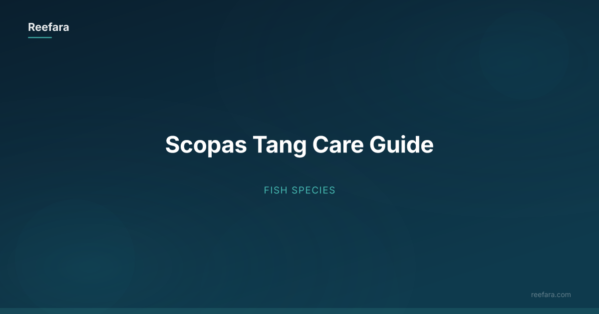 Scopas Tang Care Guide | Reefara