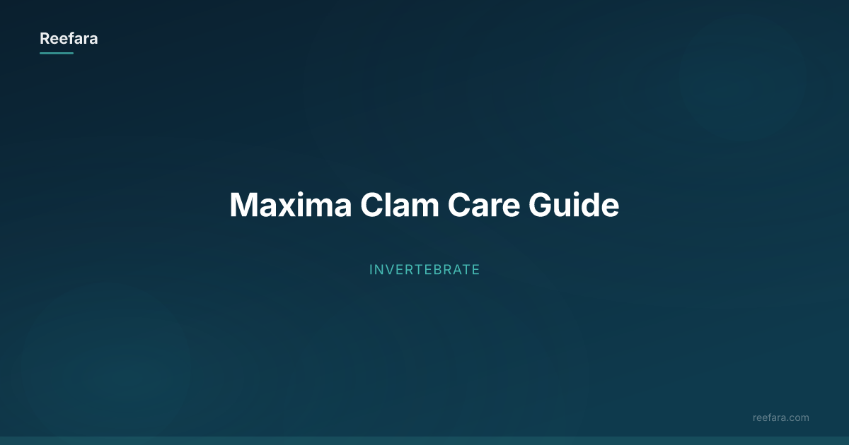 Maxima Clam Care Guide | Reefara