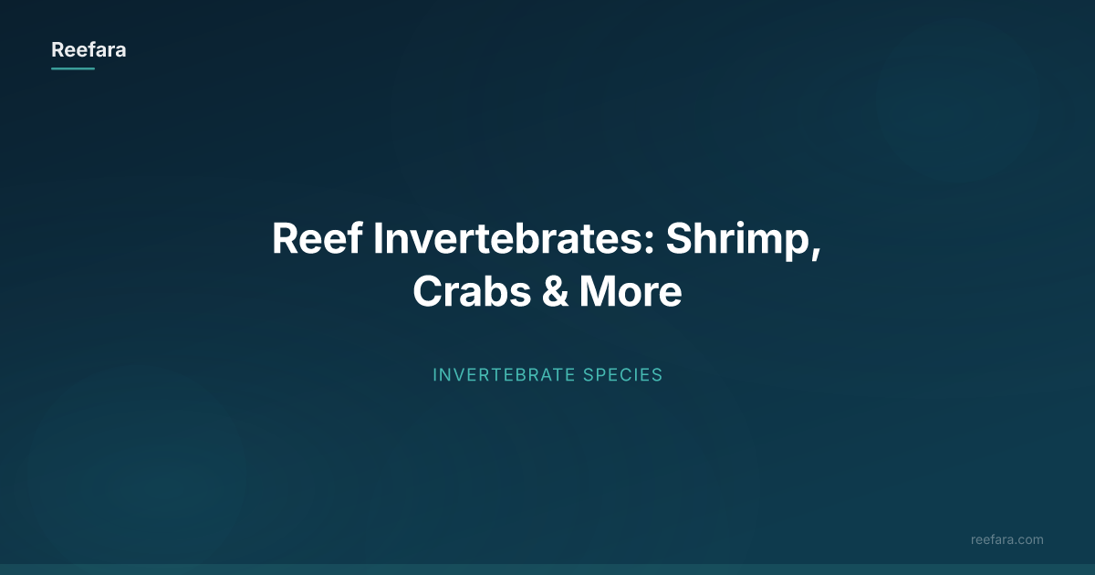 Reef Invertebrates: Shrimp, Crabs & More | Reefara